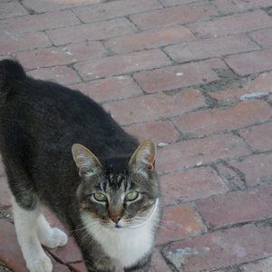 Meet your Posher, Boba